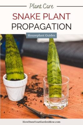 Plant Propagation: A Practical Guide for Gardeners - Une symphonie verdoyante pour les âmes jardinières!