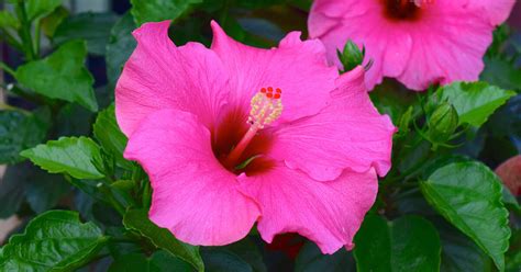  Tropical Flowers: Un Jardin de Couleurs Vibrante et des Secrets Anciens